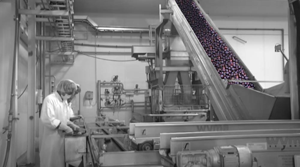 BLACKCURRANT Factory - Juice Products New Zealand (JP-NZ)
